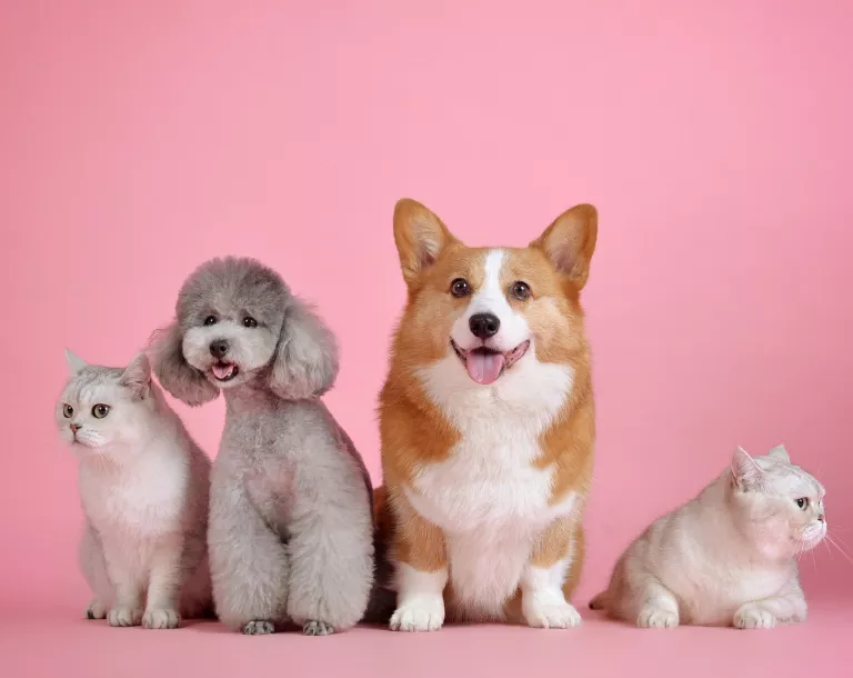 moving with your pet