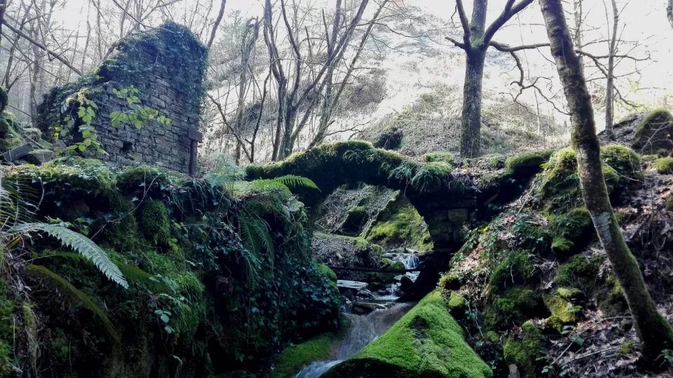 Credits: Boschi Romagnoli