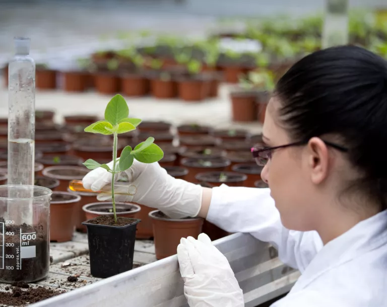 Percorsi di carriera nella ricerca italiana - immagine di una ricercatrice che esamina pianta